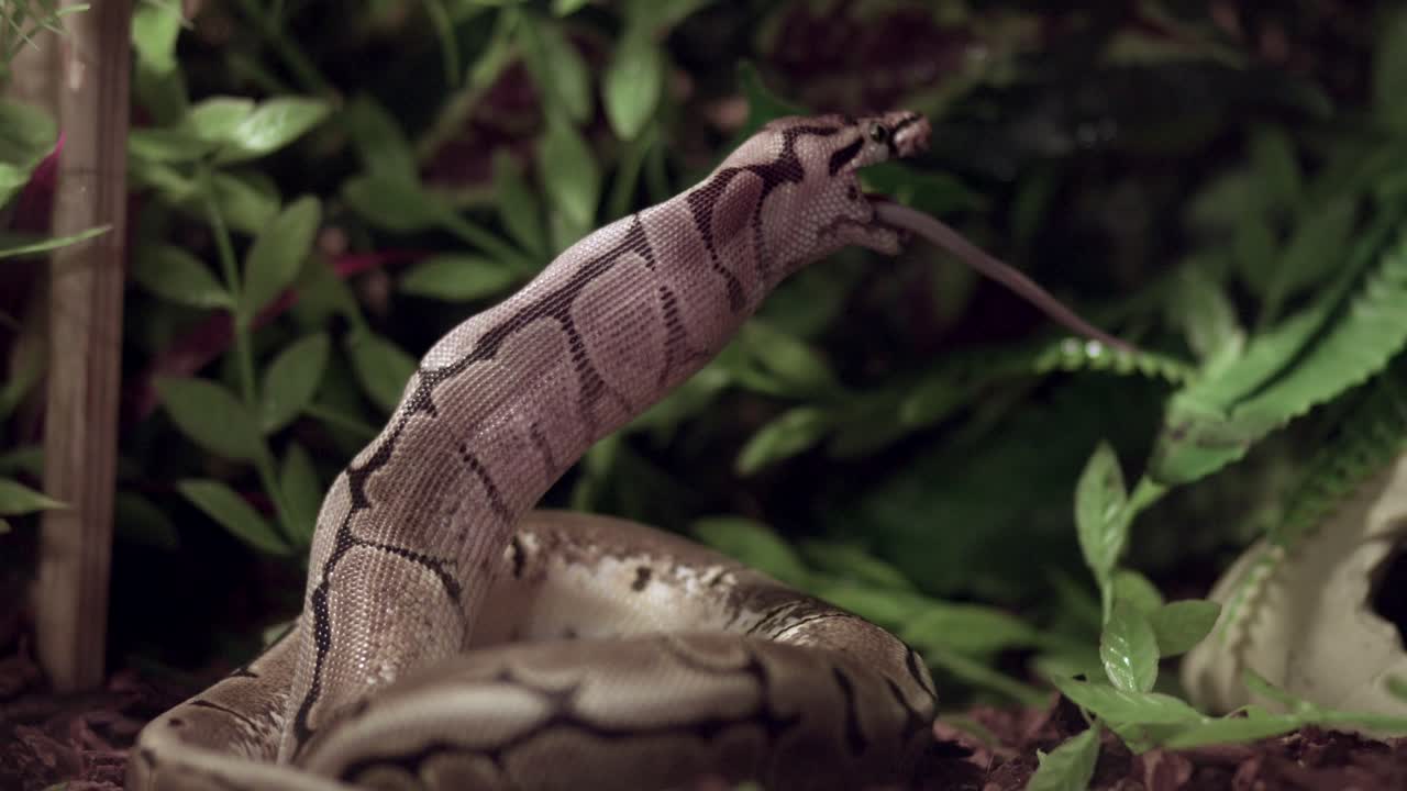 Ball Python Eating a Mouse