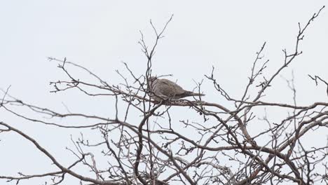 Una-Paloma-De-Cuello-De-Anillo-En-La-Parte-Superior-De-Un-árbol-Limby-Disparado-En-Un-Día-Completamente-Gris-Durante-El-Invierno