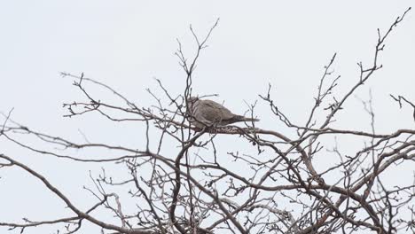 a ring neck dove on the top of a limby tree shot on a completely grey day during winter