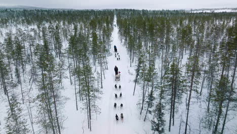 aerial view of huskies sledding between the trees at winter in muonio, lapland, finland