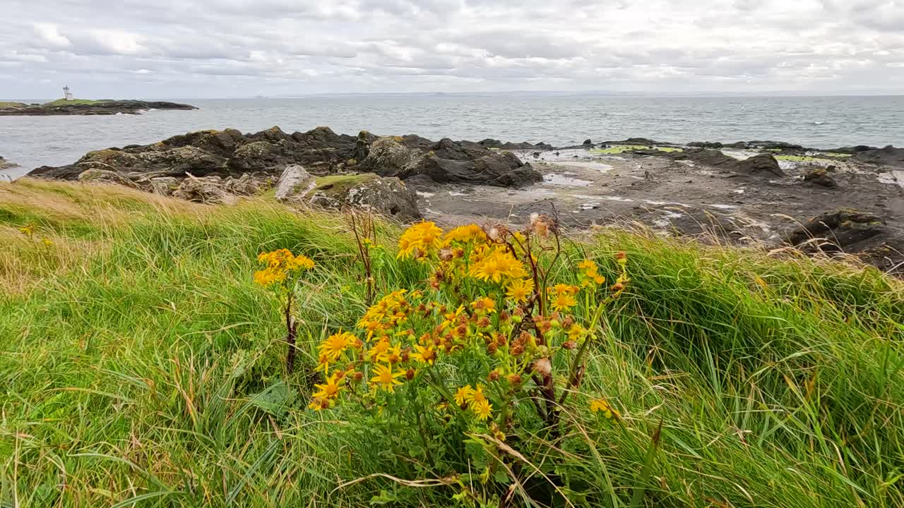 Kystlandskap med gule blomster