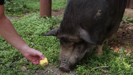 persona alimentando a mano una mazorca de maíz a un cerdo.