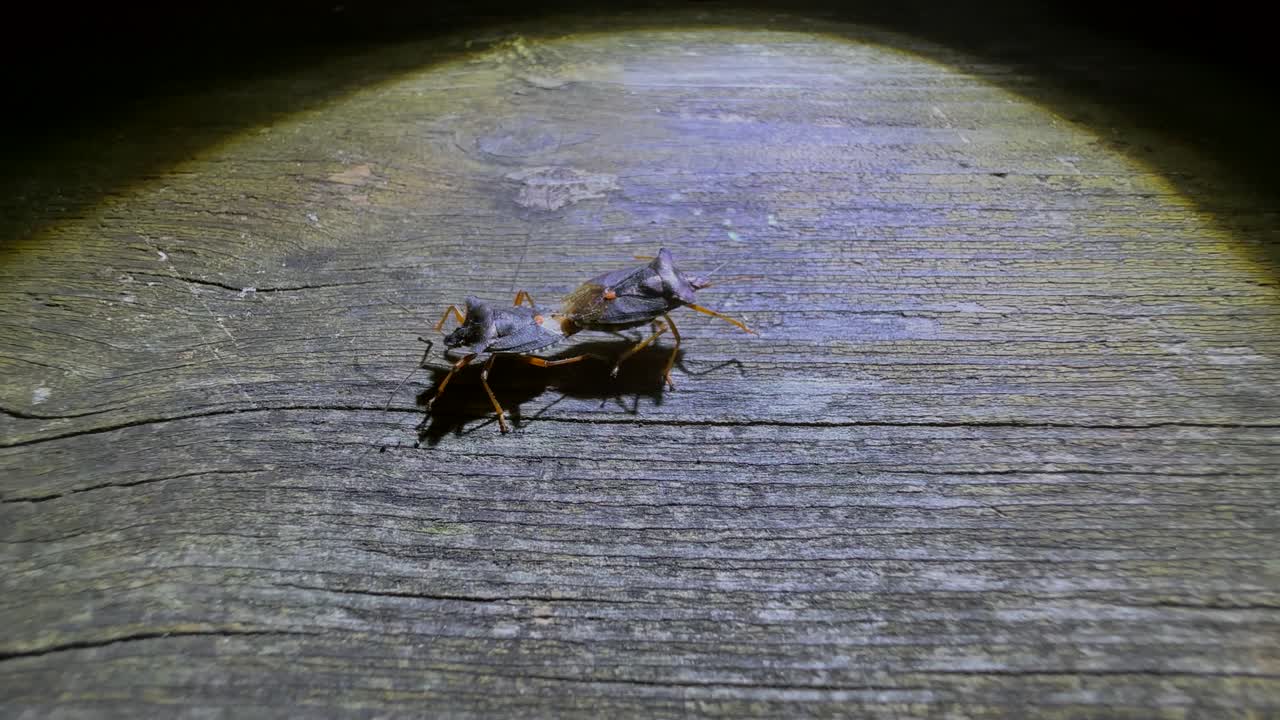 insectos del bosque (pentatoma rufipes) caminando por la noche sobre una vieja mesa de madera robusta, estonia.