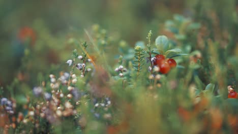 soft carpet of moss and tiny cranberry shrubs with ripe berries in autumn tundra