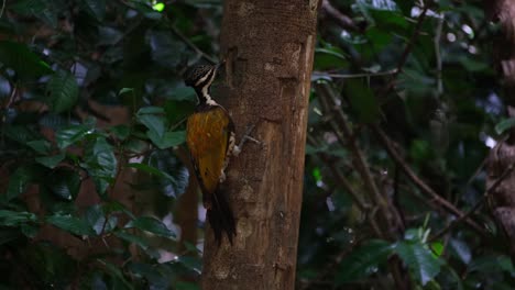 la cámara se desliza hacia la derecha mientras este pájaro está pensando en comer o no comer gusanos hoy, flameback común dinopium javanense, hembra, tailandia