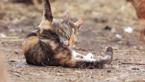 cat licking and cleaning its butt. - closeup