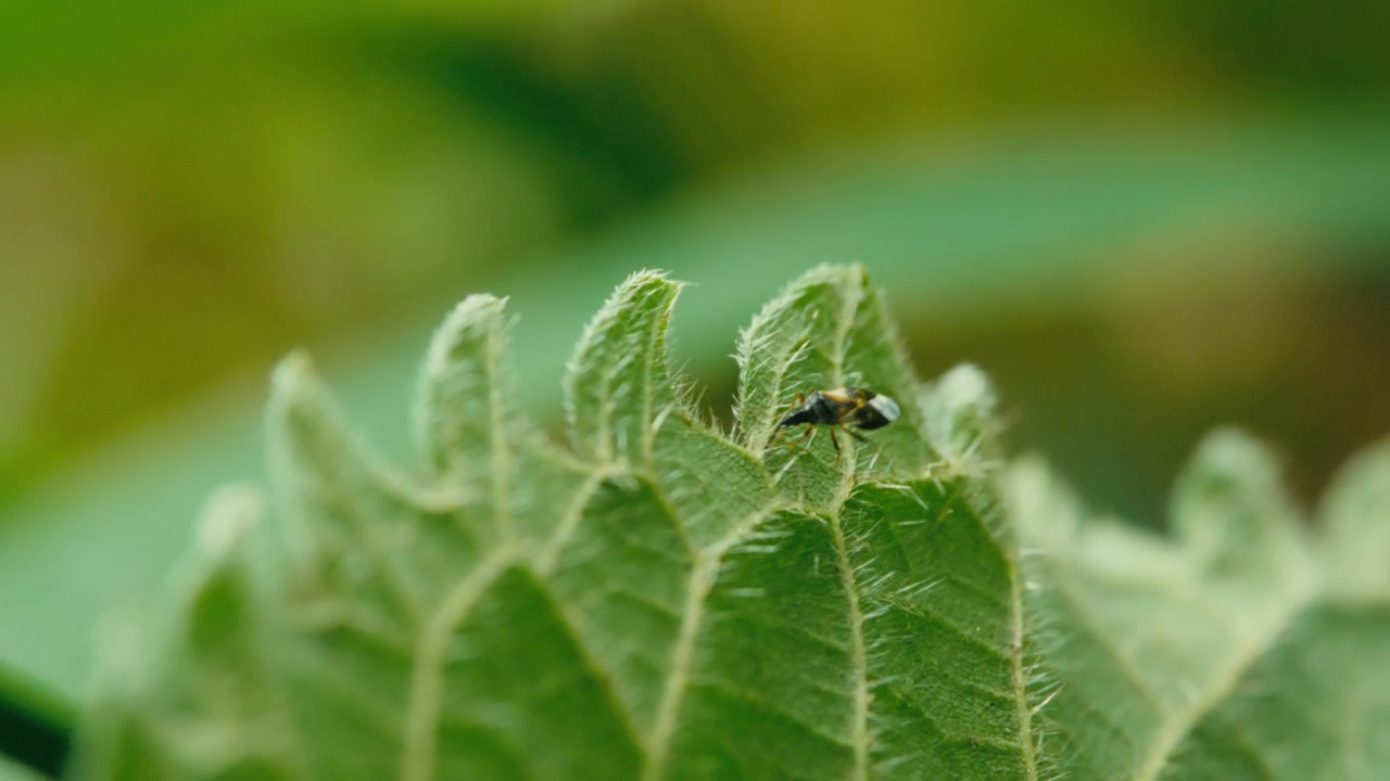 Ripresa Macro di una Cimice Pirata che Striscia su una Foglia e si Sposta Oltre il Bordo verso la Parte Inferiore, Scomparendo dalla Vista. Luce Naturale, Sfondo Sfocato e Texture Fine della Foglia.