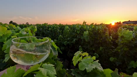 pouring white wine in a vineyard at sunset