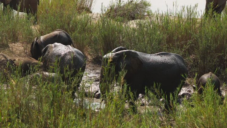 Un grande elefante sta tranquillamente nel fango poco profondo mentre altri si muovono dolcemente intorno a lui, incorniciato da fitte canne con un fiume visibile dietro, Parco Nazionale Kruger