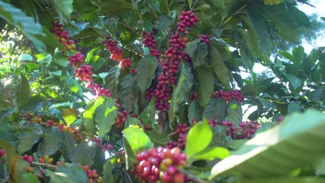 a coffee plant filled with red ripe coffee beans fruit in a windy field