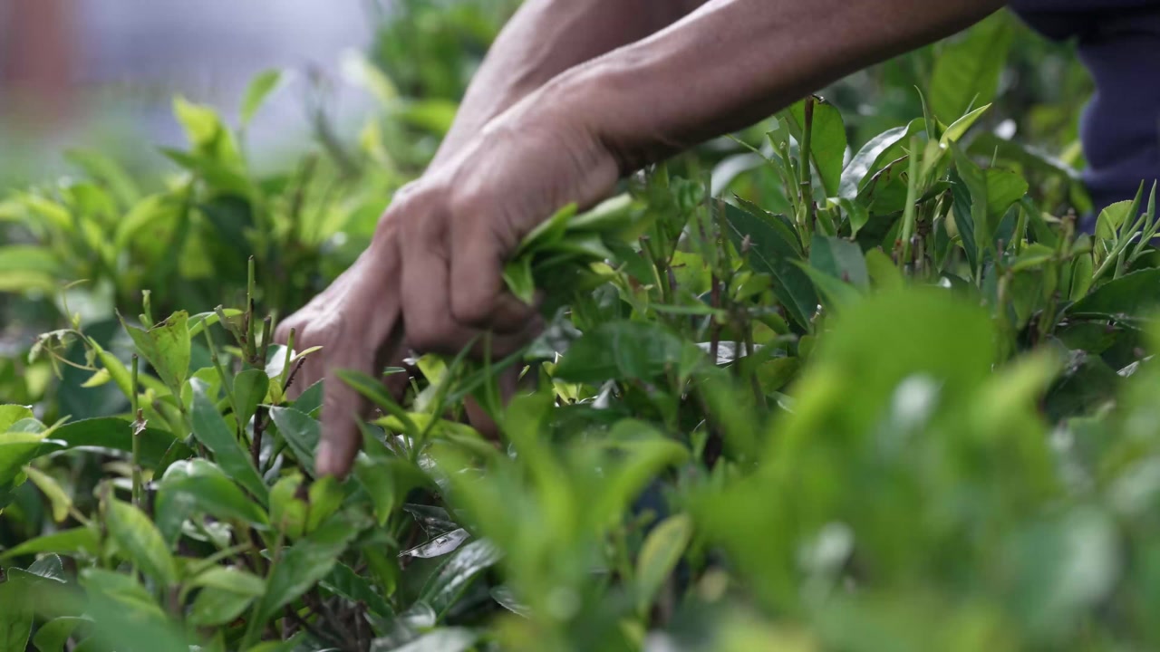 Close-up of a hand picking Ceylon tea leaves in Sri Lanka, highlighting manual harvesting and fresh green foliage.