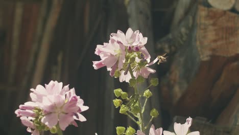 Close-up-of-honey-bee-flying-from-blossom-to-blossom