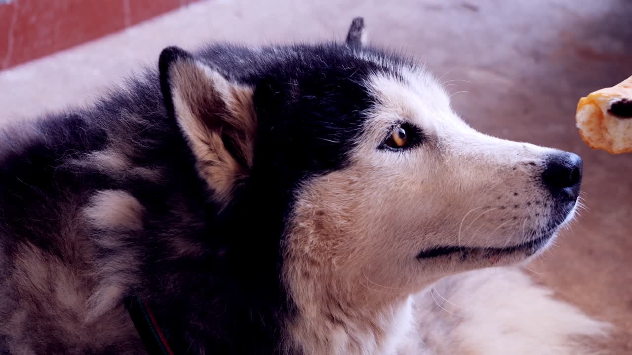 Siberian Husky eating food.