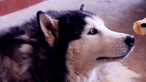 el husky siberiano comiendo comida.