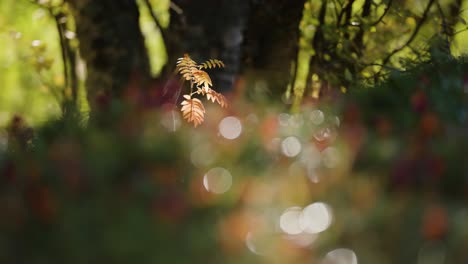 a tiny rowan tree lit by the low autumn sun is in the center of the forest opening