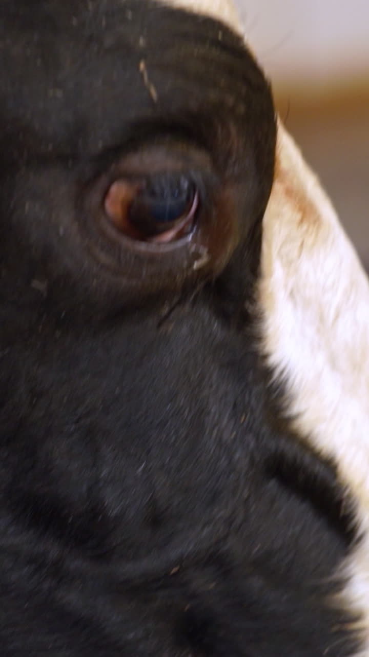 Feed food for herd cow. Organic milk farm feeding a cow with hay Vertical video