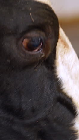 feed food for herd cow. organic milk farm feeding a cow with hay vertical video