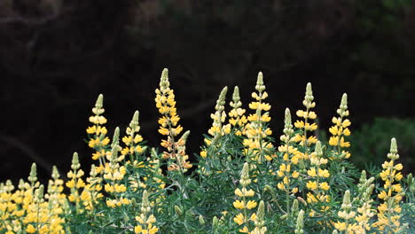 Mound-of-yellow-bush-lupins-with-silky-green-leaves-and-yellow-flowers-in-bloom