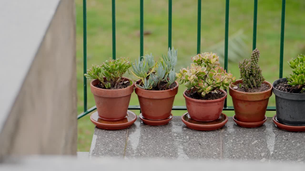 Potted succulents in clay pots on a balcony with green railing