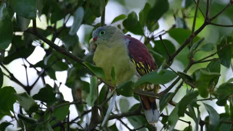 wagging its tail as it looks around curiously and made some calls as seen deep in the foliage of this fruiting tree, thick-billed green pigeon treron curvirostra, thailand