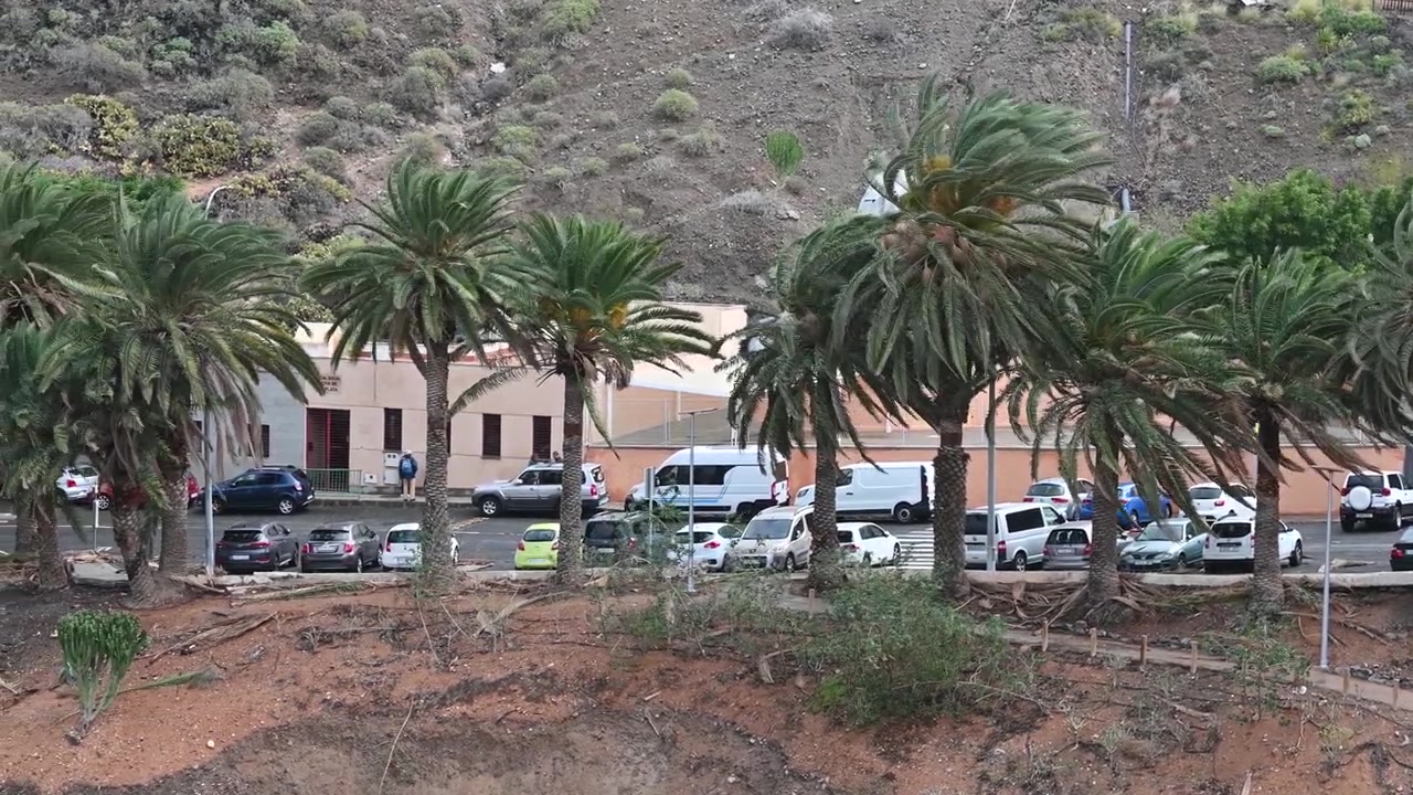 Palme che ondeggiano violentemente durante una tempesta tropicale.