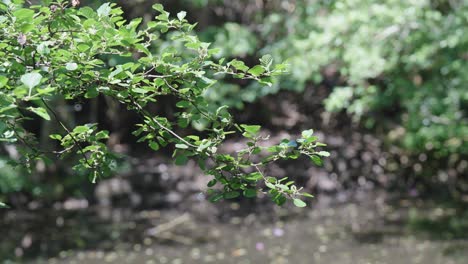 The-leaves-and-branch-of-tree-overhangs-and-moves-slowly-in-the-breeze