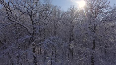 flight winter forest in snow