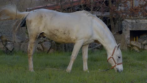 Hermoso-Caballo-Blanco-Comiendo-Hierba-En-Una-Antigua-Granja-En-Galicia,-España