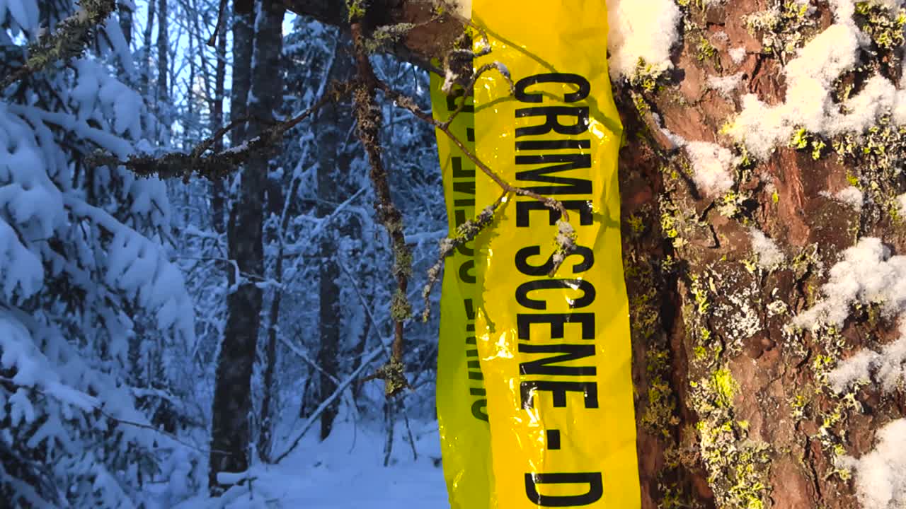 Forensic yellow colored police line or science crime scene tape haning on a winter snow covered tree during a sunny day with bokeh blurry forest and woodland leafless trees in the background