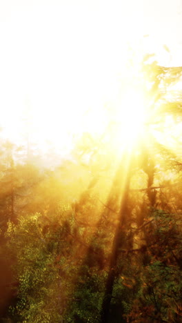 amanecer en un bosque brumoso