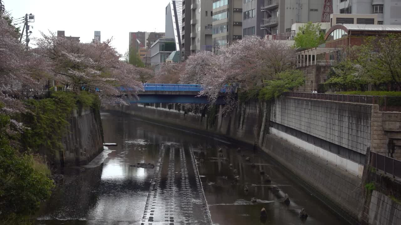 Japonya'nın merkezi Tokyo'daki Meguro Nehri, güzel pembe kiraz çiçekleri ağaçlarıyla.