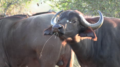 close view of face of african cape buffalo with grass straw in mouth