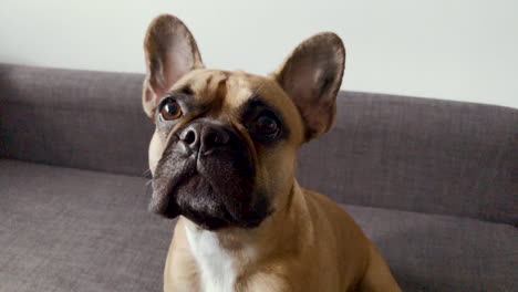 French-bulldog-face-close-up