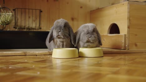 masticando conejos, comiendo copos de avena, uno de ellos está soñoliento en uhd
