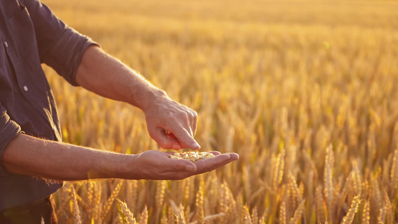 Wheat grains in man's hands. Farmer holds grains of ripe wheat in hands and looks at them on golden spikelets background in field.