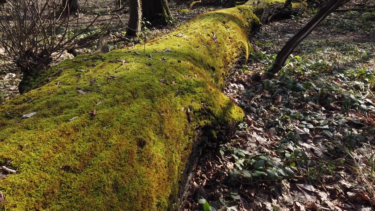 Corteccia del tronco d'albero coperta di muschio