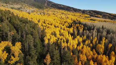 drone ascending over aspen trees and pine trees