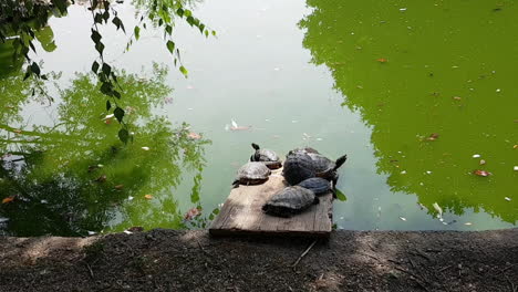 Schildkröten,-Die-Auf-Einem-Felsen-In-Einem-Teich-Aufgetürmt-Sind