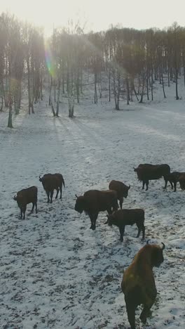 european bison in a snowy forest