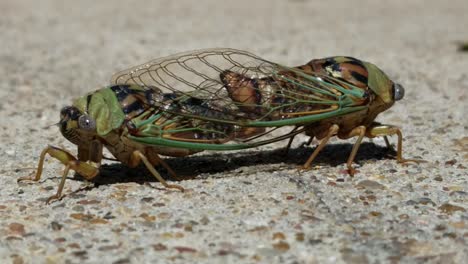 Two-Large-Green-Circadas-Mating