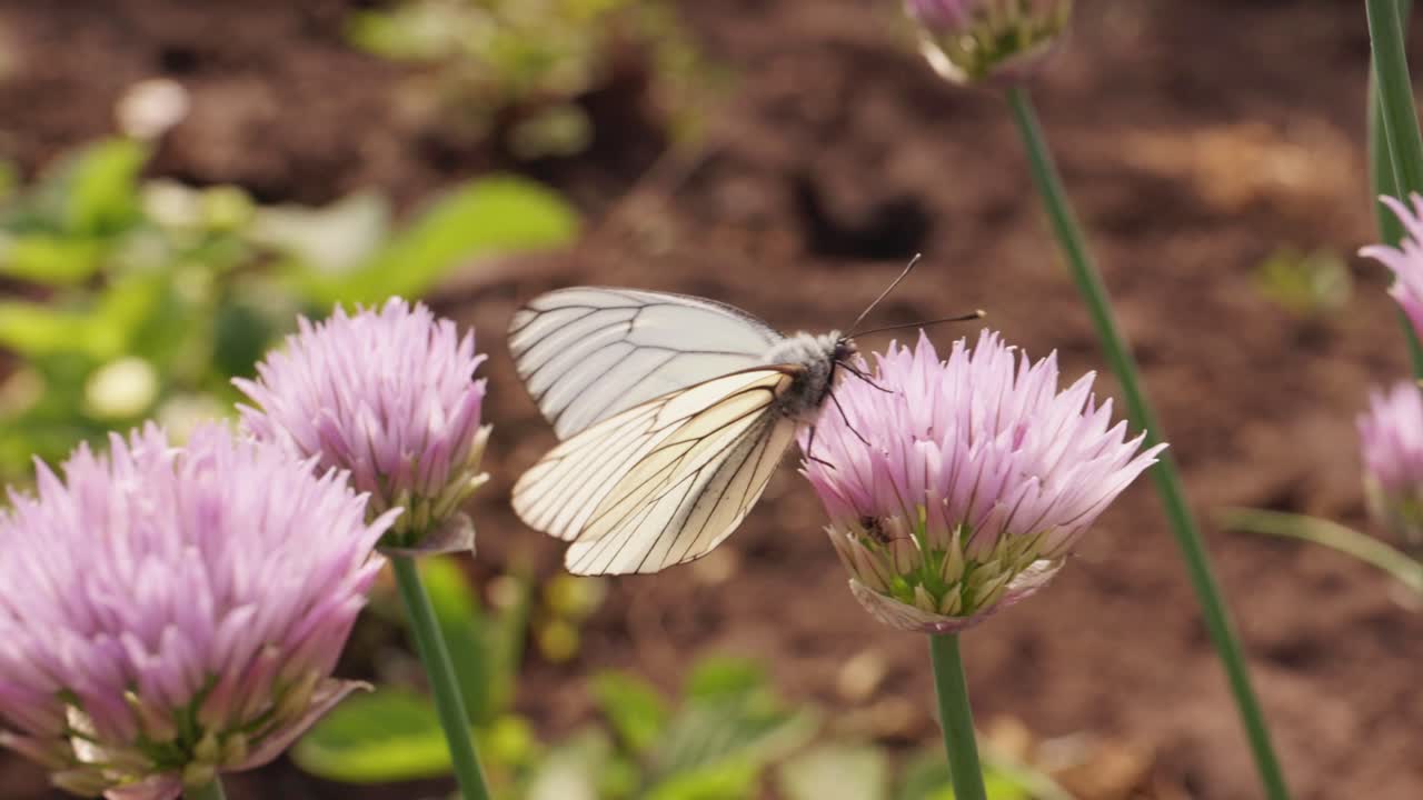 Farfalla bianca su fiori di Allium rosa