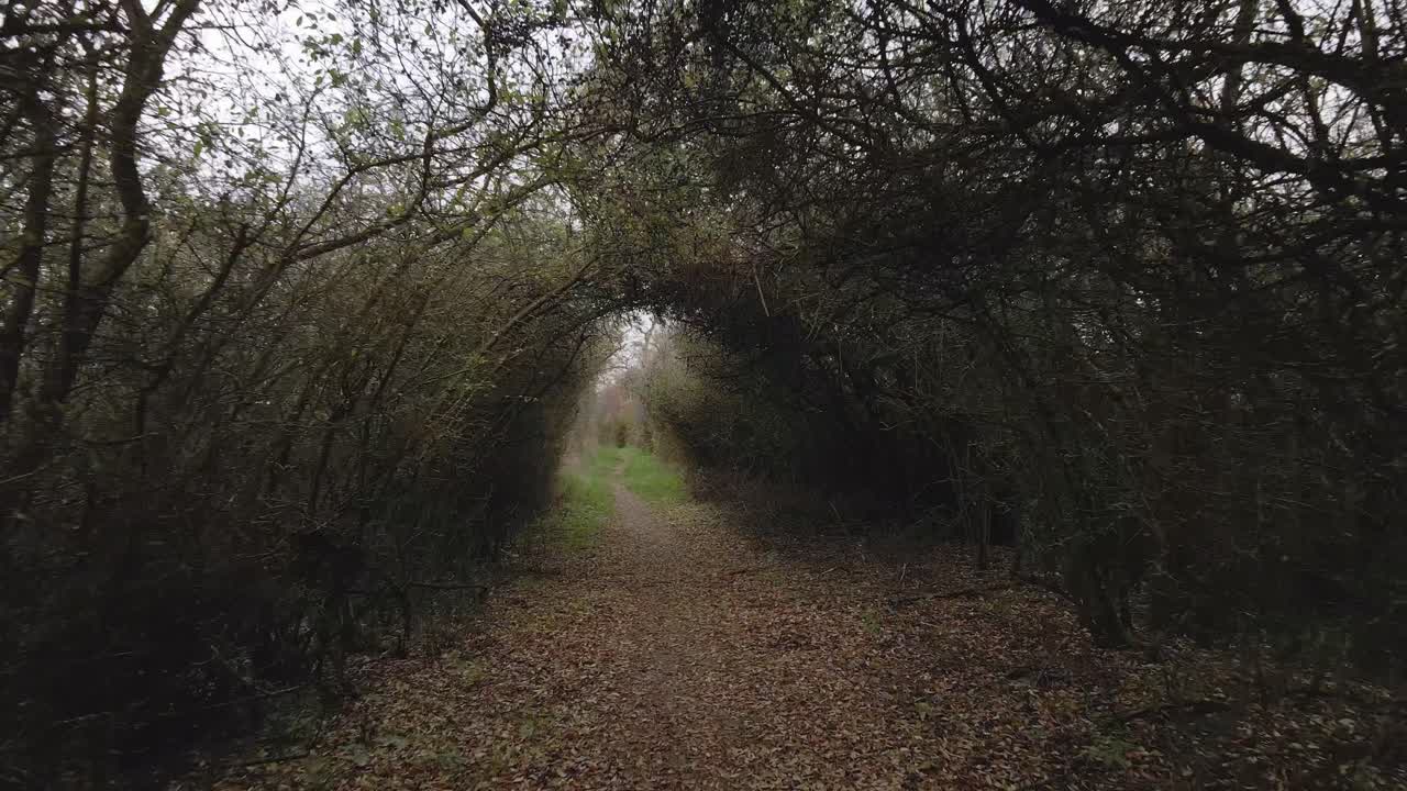 Mysterious path in a tunnel covered by vegetation and trees. Cinematic stabilized shot.
