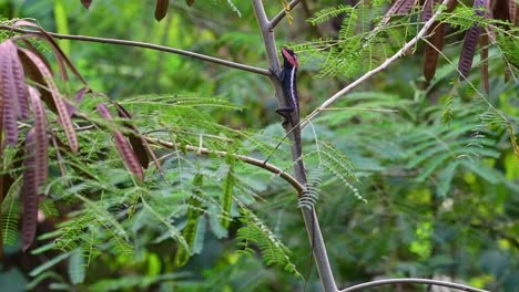 a footage taken from a distance of this unique looking agamid, windy afternoon