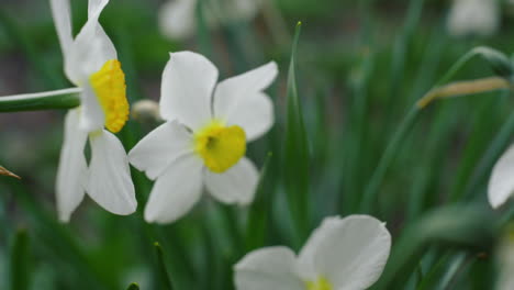 floral background. beautiful white flowers blooming among vivid green grass.