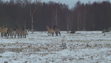 Grupo-De-Caballos-Salvajes-Corriendo-Hacia-La-Cámara-Sobre-El-Campo-Cubierto-De-Nieve-En-Un-Día-Nublado-De-Invierno,-Plano-General