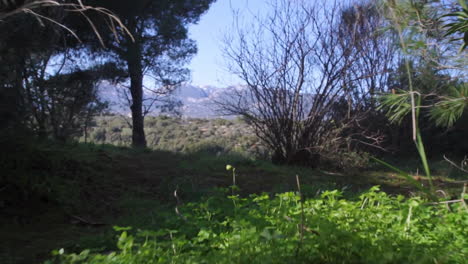 low angle follow shot of grass and trees, revealing parnitha mountain in the background. athens,greece
