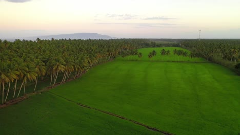 Üppige-Vegetation-Rund-Um-Nagua-In-Der-Dominikanischen-Republik