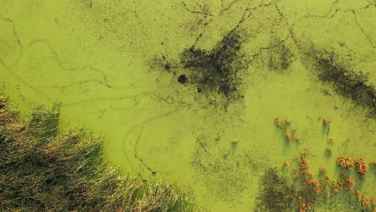 Aerial View of a Swampy Area with Algae and Grass