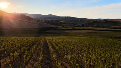 Aerial-landscape-view-over-vineyard-rows,-in-the-hills-of-Tuscany,-in-the-italian-countryside,-at-sunset