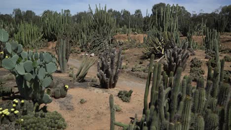 bunch of cacti in field pan right